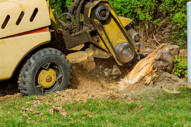 Best Residential Tree Removal  in Moscow, PA